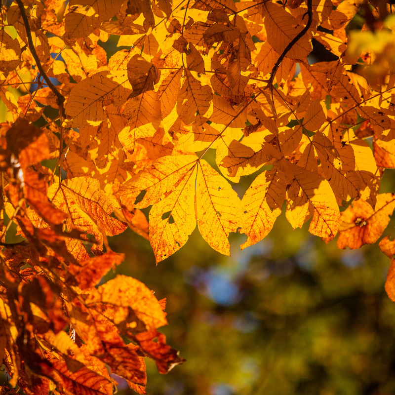 , Embrace the Fall Season with Turmeric Latte: Your Shield Against Colds and Flu, Nia Pure Nature