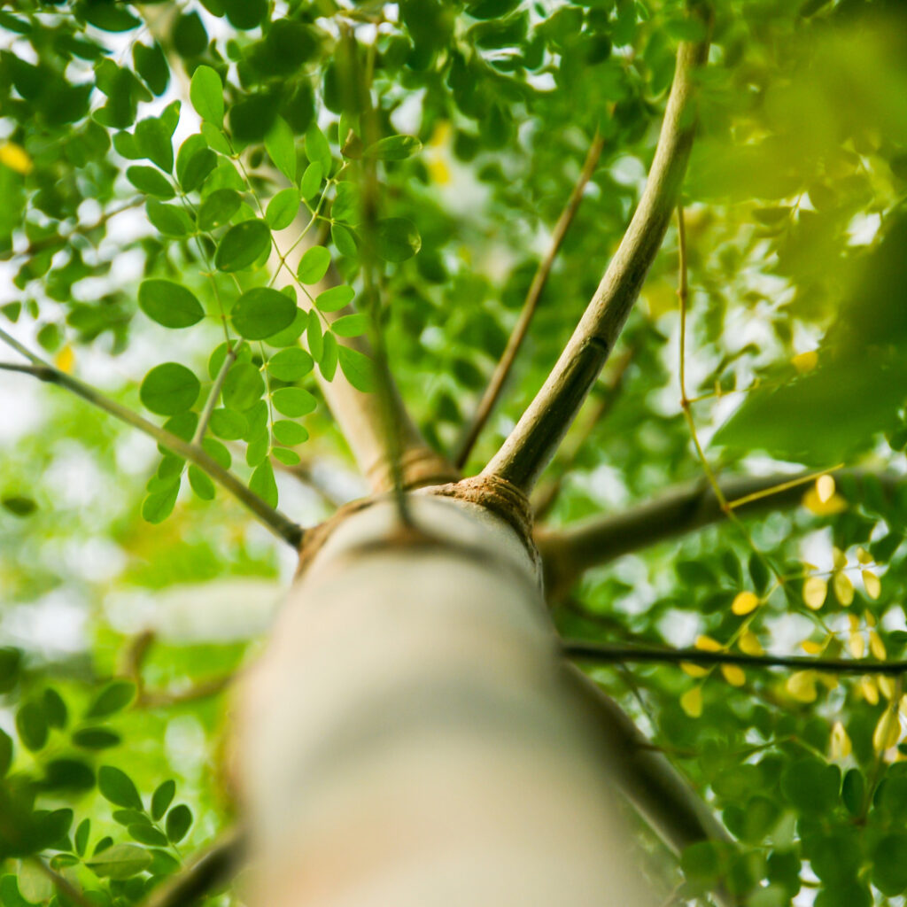, Nouvelle ann&eacute;e, nouveaux objectifs sant&eacute; : &eacute;tablir des r&eacute;solutions r&eacute;alistes et adopter des superaliments pour une ann&eacute;e 2024 &eacute;clatante, Nia Pure Nature