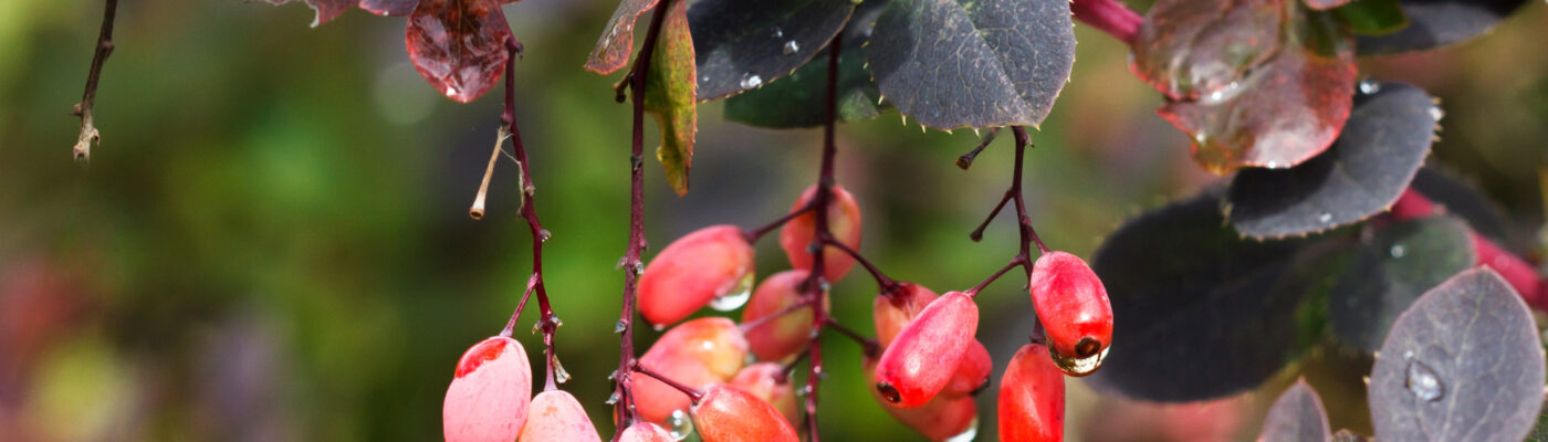Barberry