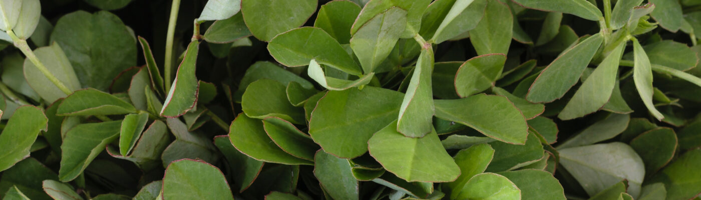 Fenugreek (1) Fenugreek (1)
